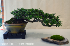 Fukien Tea by Tom Phardel