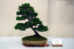 Hinoki Cypress by Cyril Grum