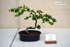 Fukien Tea by Joan Overmire