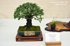 Chinese Cork Bark Elm by Matt Gothberg