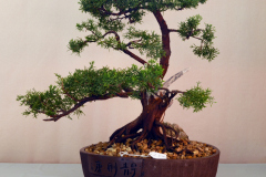 Shimpaku Juniper by Ron Milostan