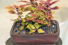 Varigated Coleus by Mark Hanner