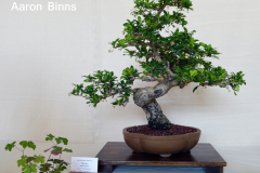 Fukien Tea by Aaron Binns