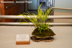 Kusomono - Accent Plant