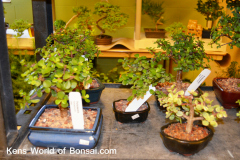 Kens World of Bonsai.com